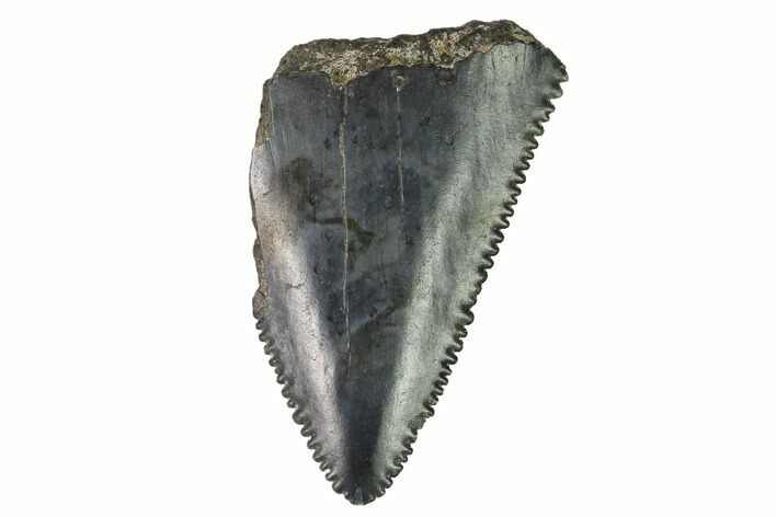 Serrated, Fossil Great White Shark Tooth - South Carolina #164769